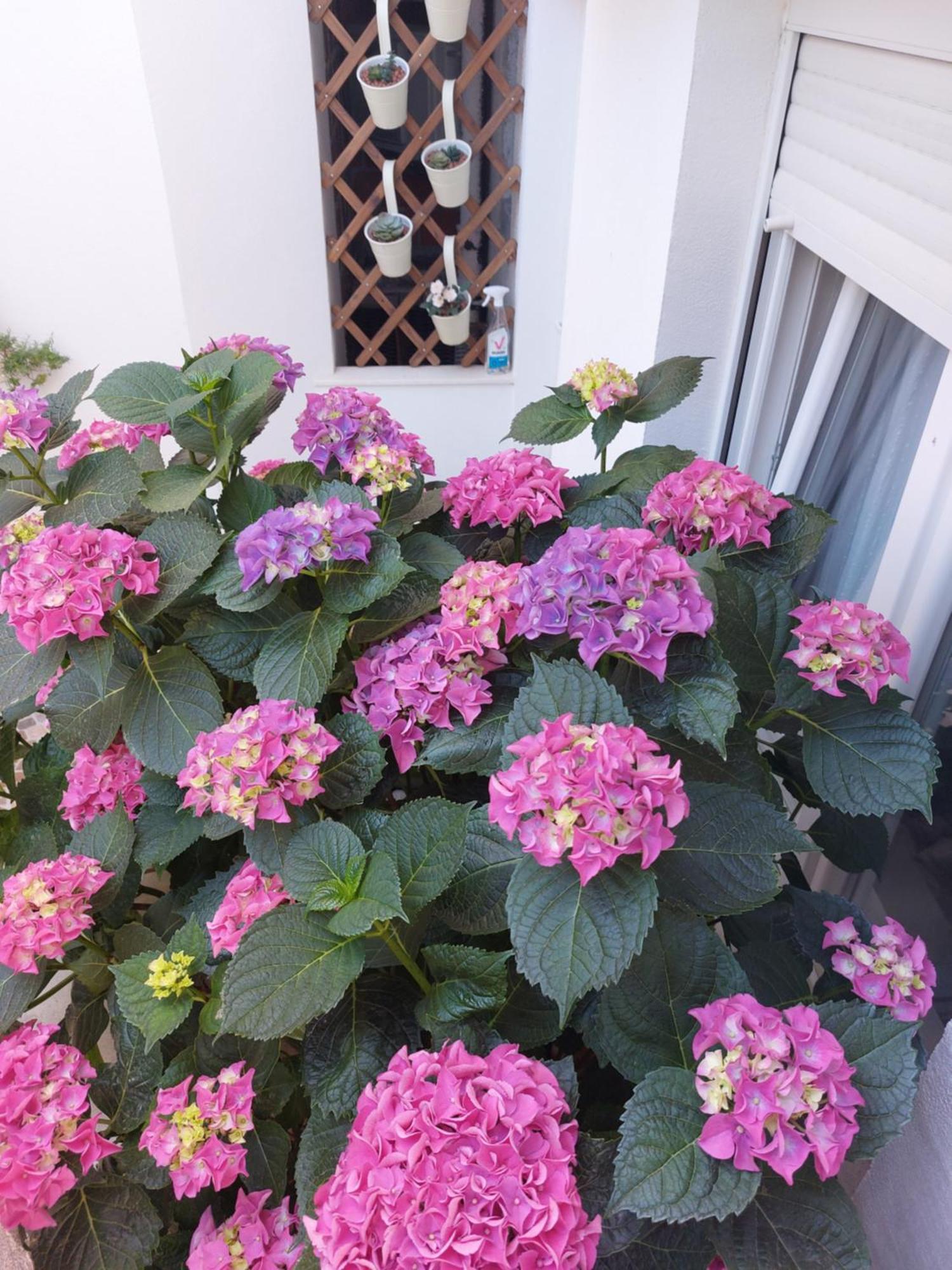 Apartmani Mirona - Tučepi Esterno foto